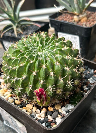 Lobivia jajoiana