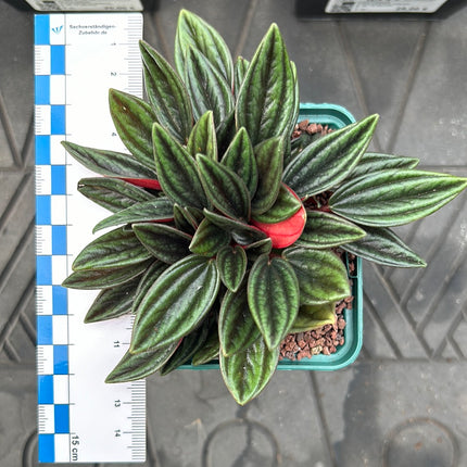 Peperomia ‘Rosso’