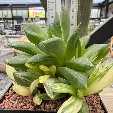 Haworthia 'Cuspitata' f. variegate