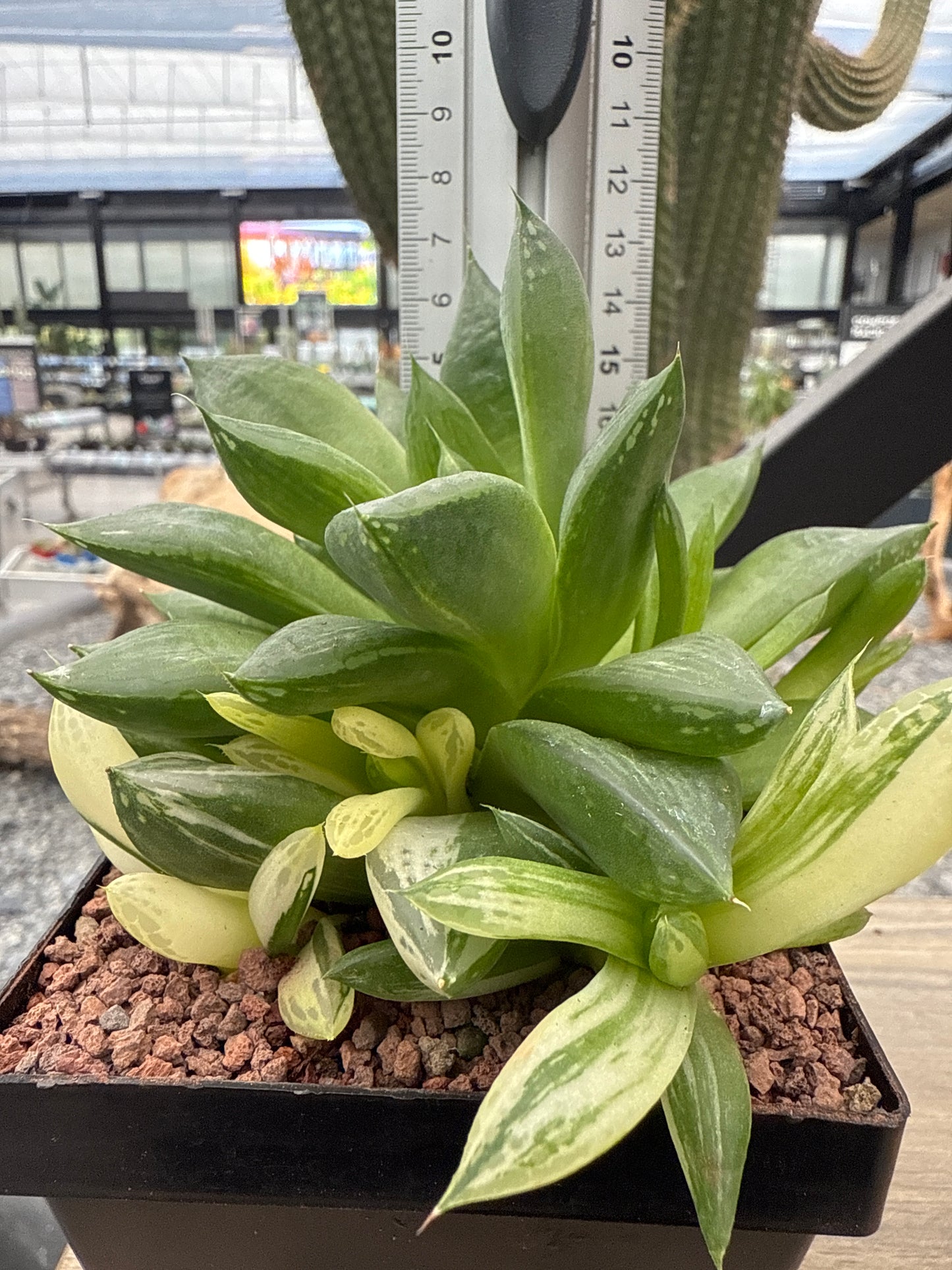 Haworthia 'Cuspitata' f. variegata