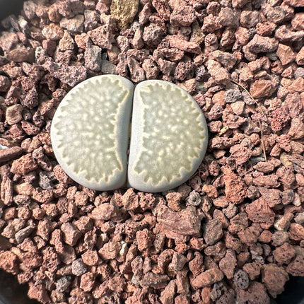 Lithops julii var. fullerii C056