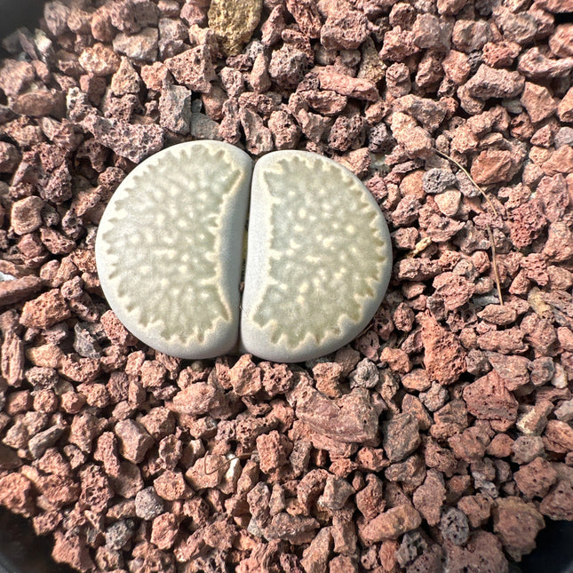 Lithops julii var. fullerii C056