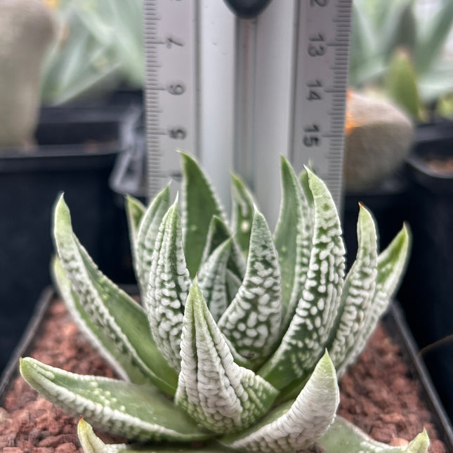 Tulista pumila 'Emperor'