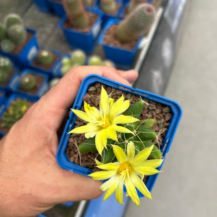 Mammillaria longimamma