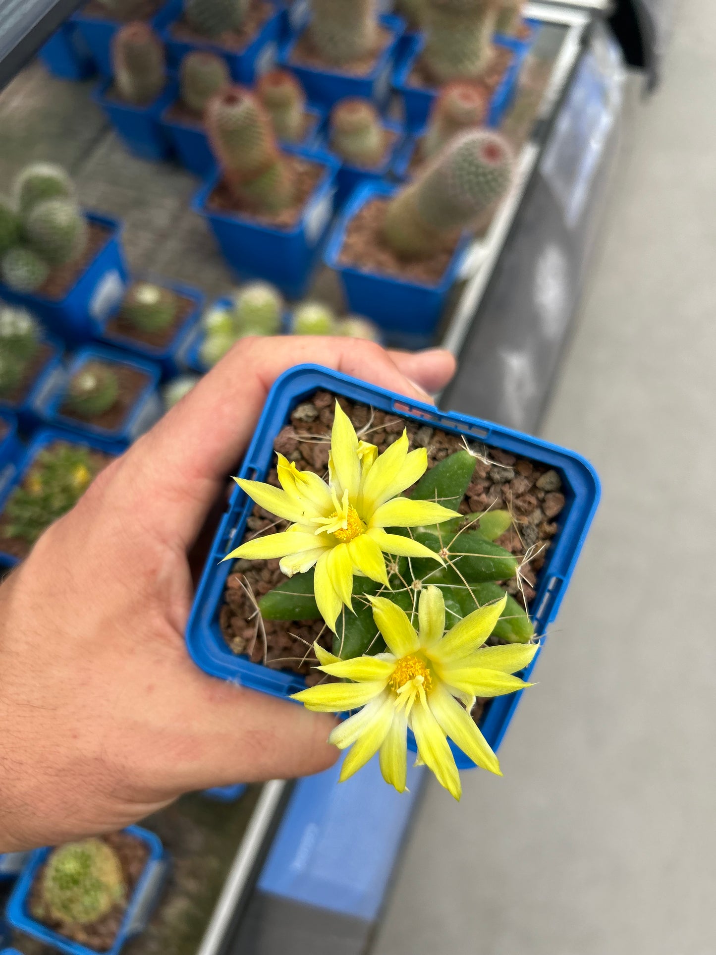 Mammillaria longimamma