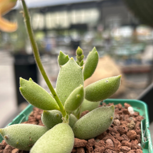 Cotyledon tomentosa “Cat’s Claw”