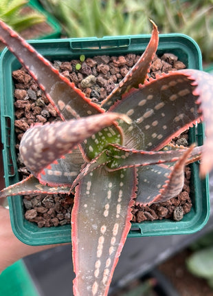 Aloe 'Carola'