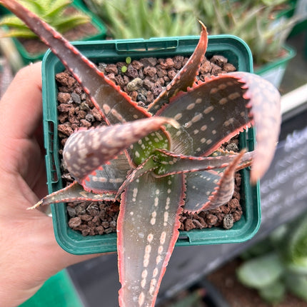 Aloe 'Carola'