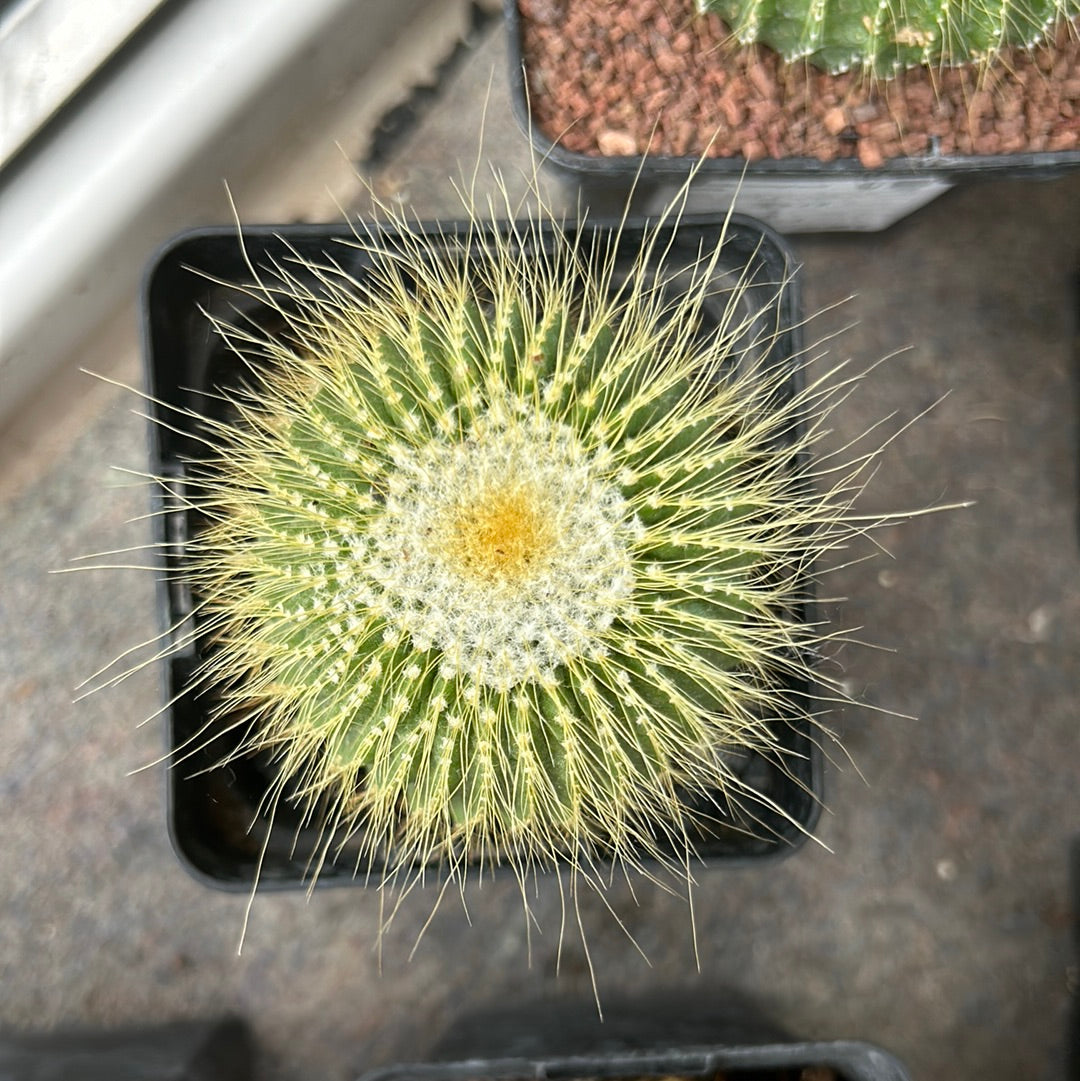 Parodia leninghausii inermis