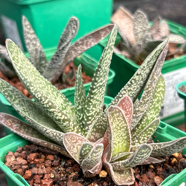 Gasteria carinata var. carinata