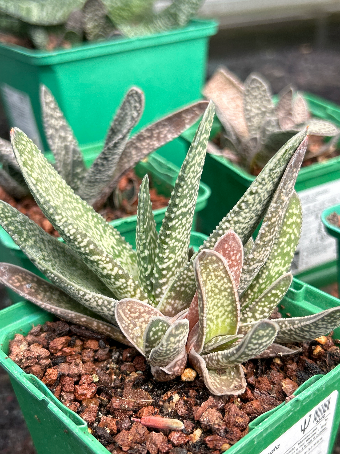 Gasteria carinata var. carinata