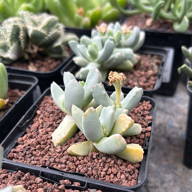 Odontophorus angustifolius