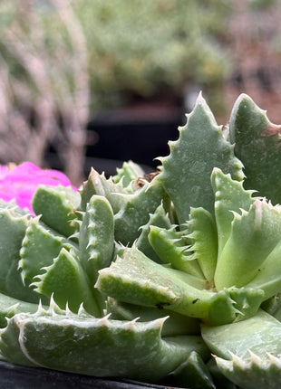 Faucaria felina subs. britteniae