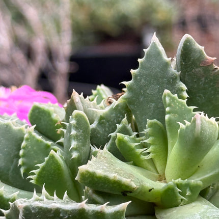 Faucaria felina subs. britteniae