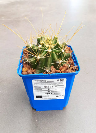 Hamatocactus hamatacanthus
