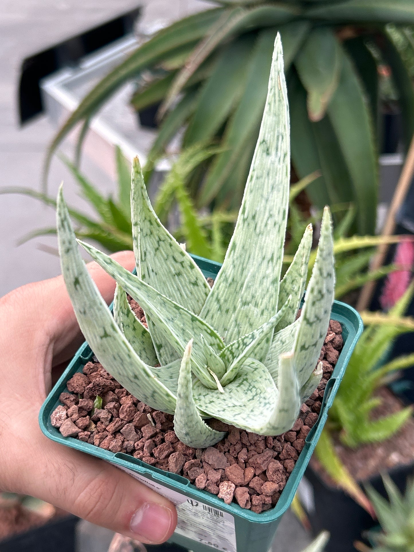 Aloe `Snowflake’