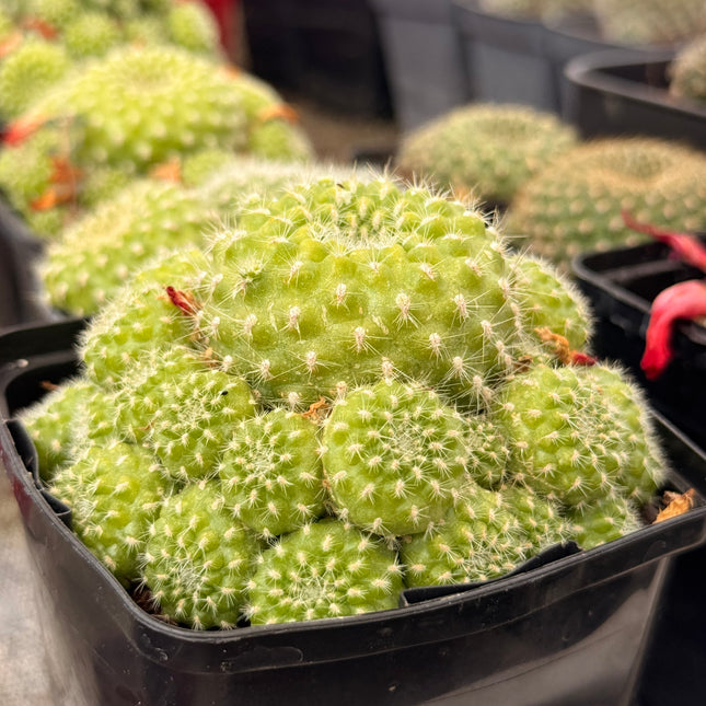 Rebutia padcayensis