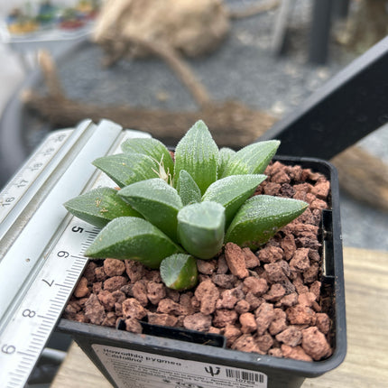 Haworthia pymaea ‘Cristalina’