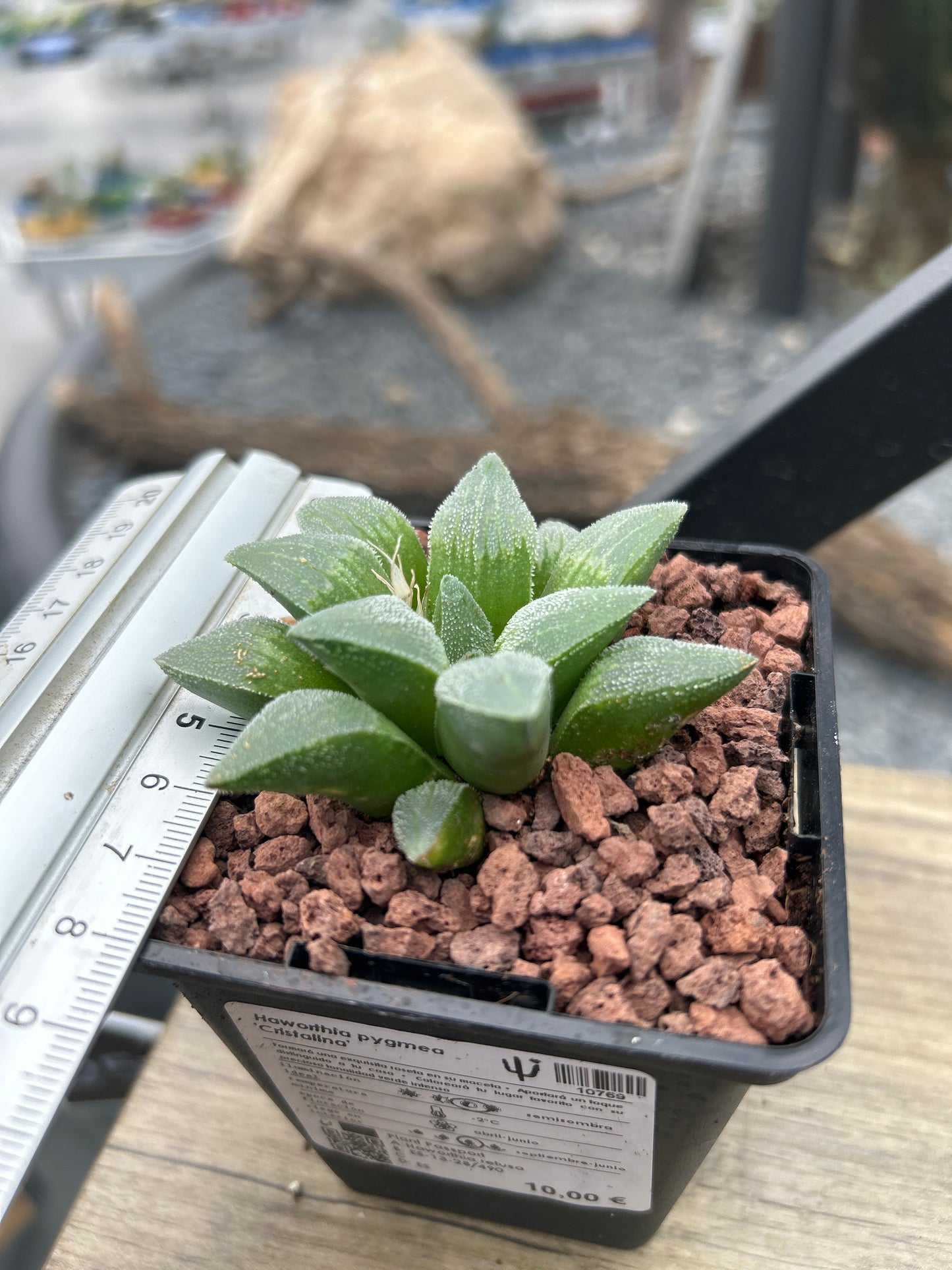 Haworthia pymaea ‘Cristalina’