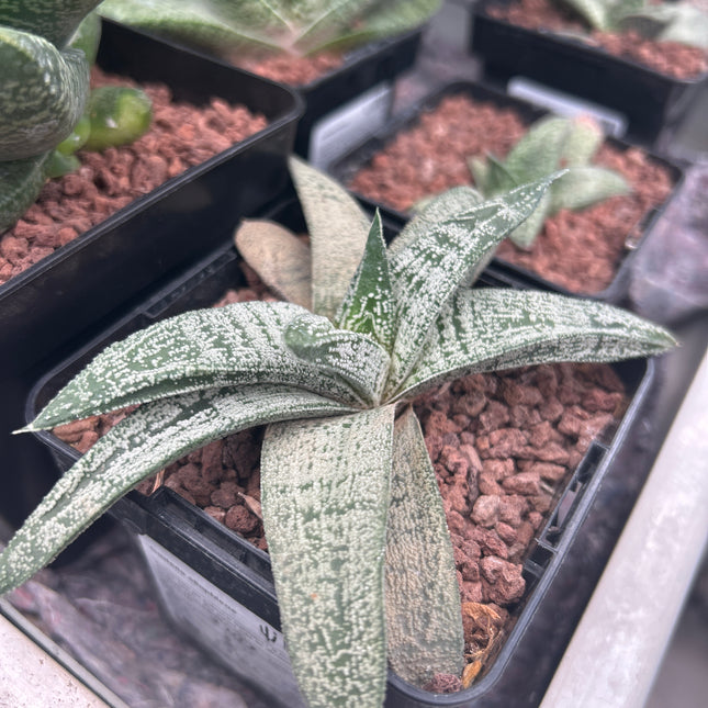 Gasteria ellaphieae