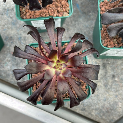 Aeonium arboreum 'Atropurpureum'