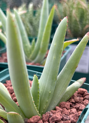 Aloe lineata