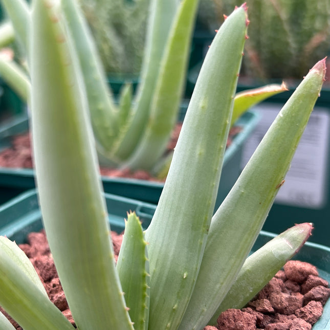 Aloe lineata