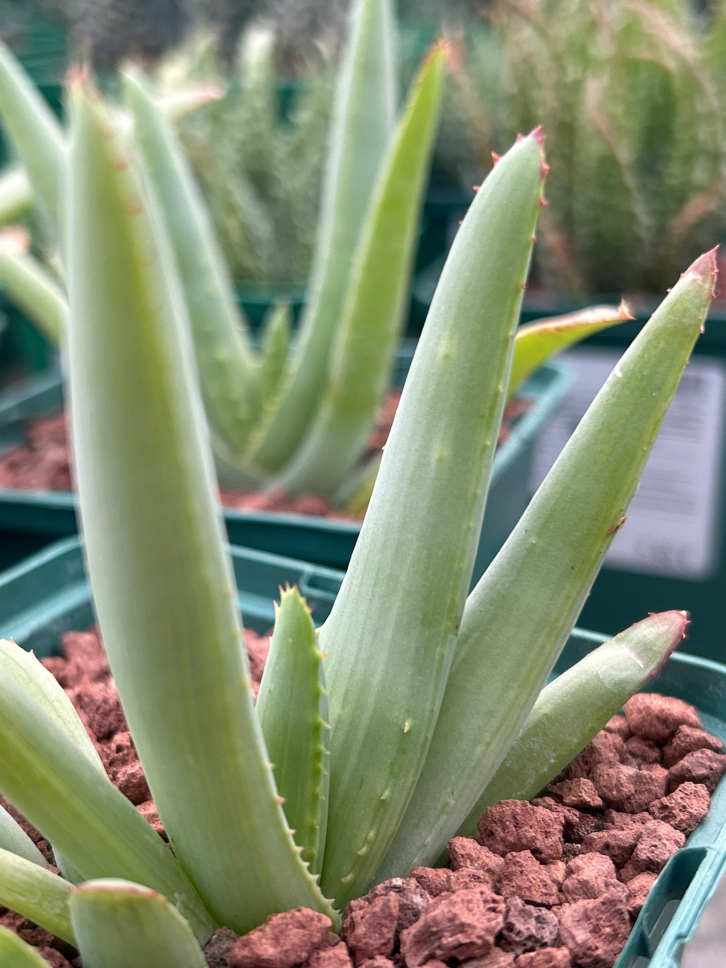 Aloe lineata