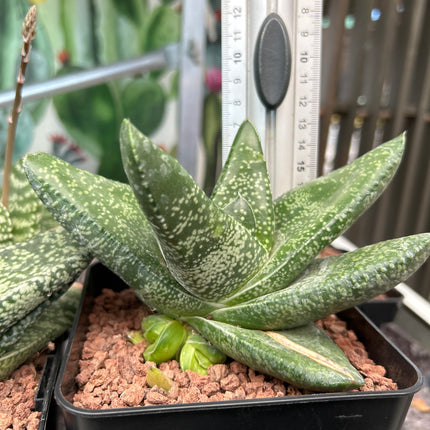 Gasteria tukhelensis