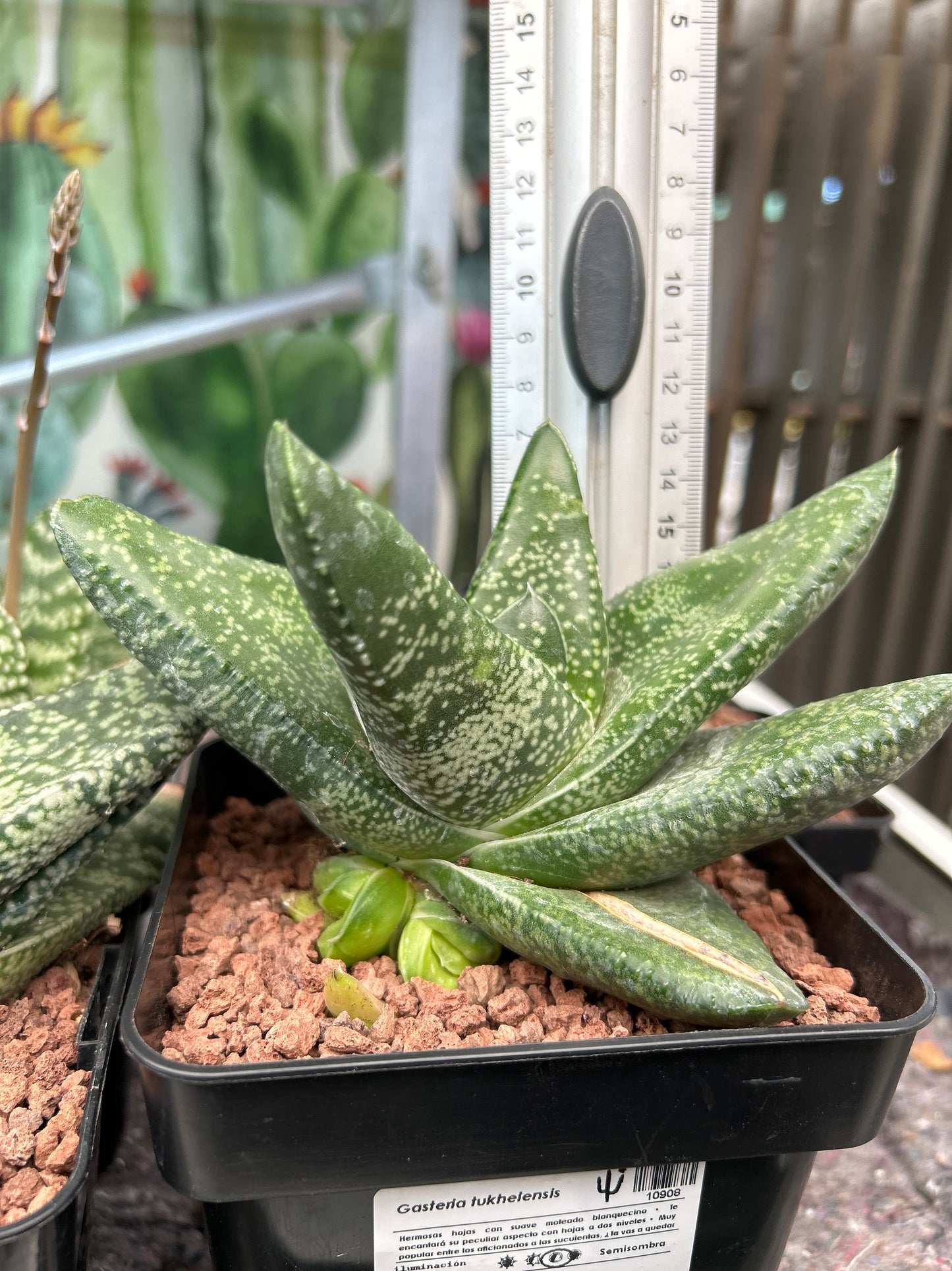 Gasteria tukhelensis