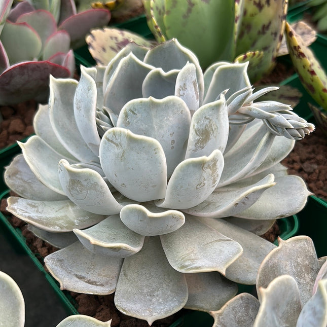 Echeveria simulans x runyonii