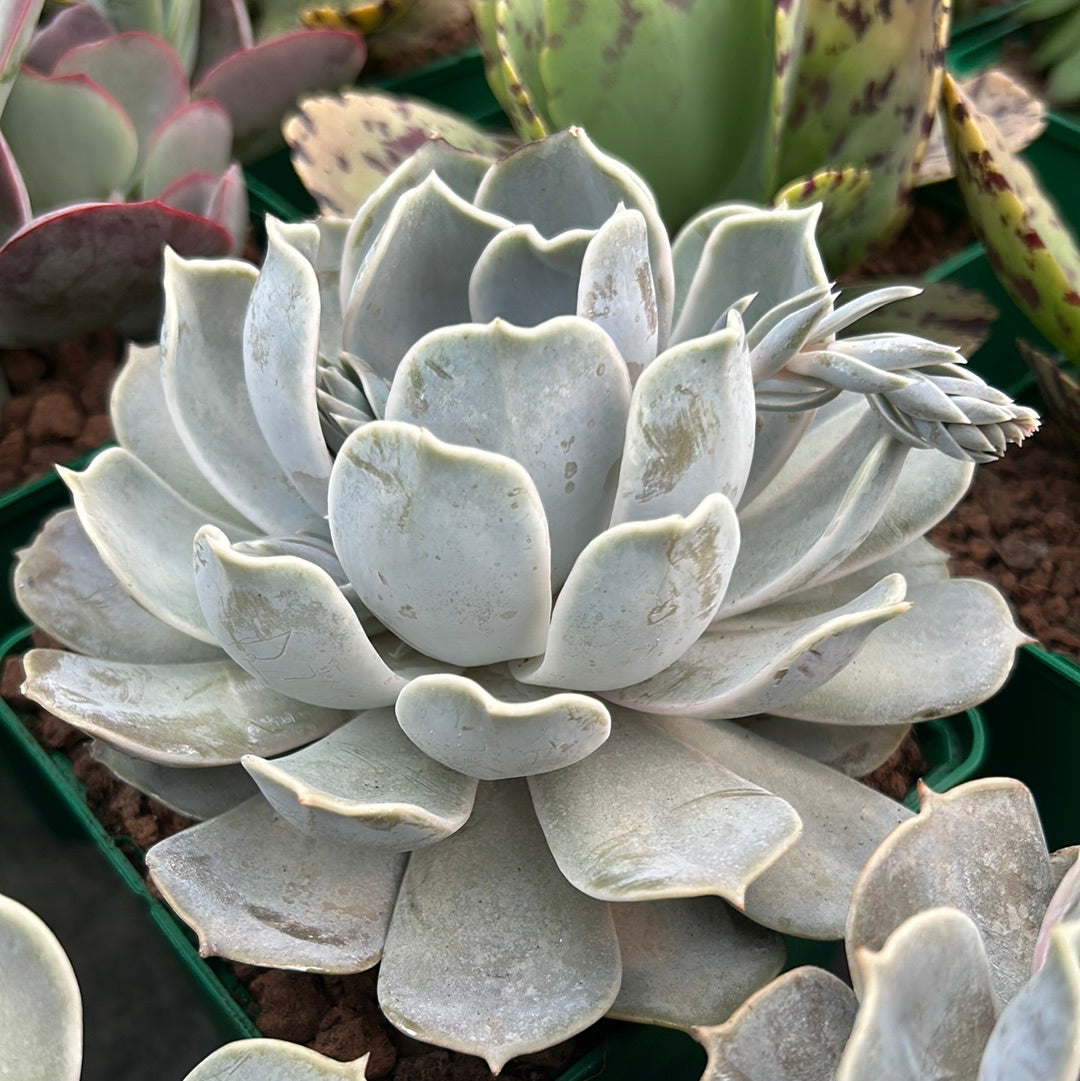 Echeveria simulans x runyonii