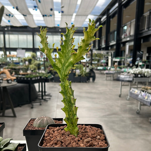Euphorbia trigona 'Minzcreme'