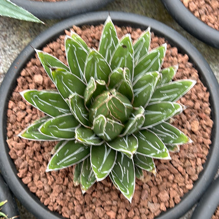 Agave victoriae-reginae