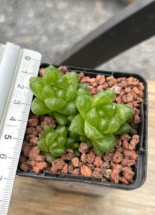 Haworthia cymbiformis ‘Kawai’