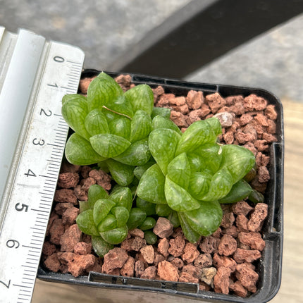 Haworthia cymbiformis ‘Kawai’