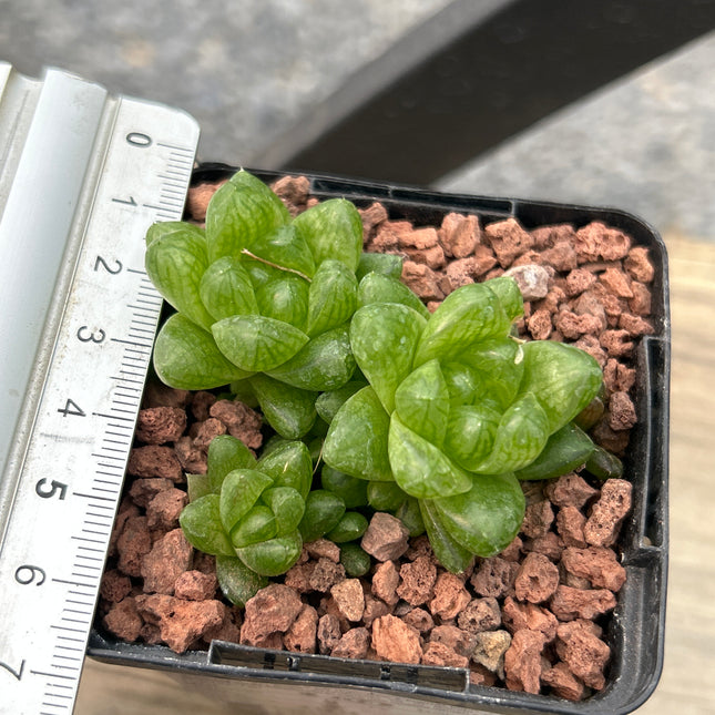 Haworthia cymbiformis ‘Kawai’