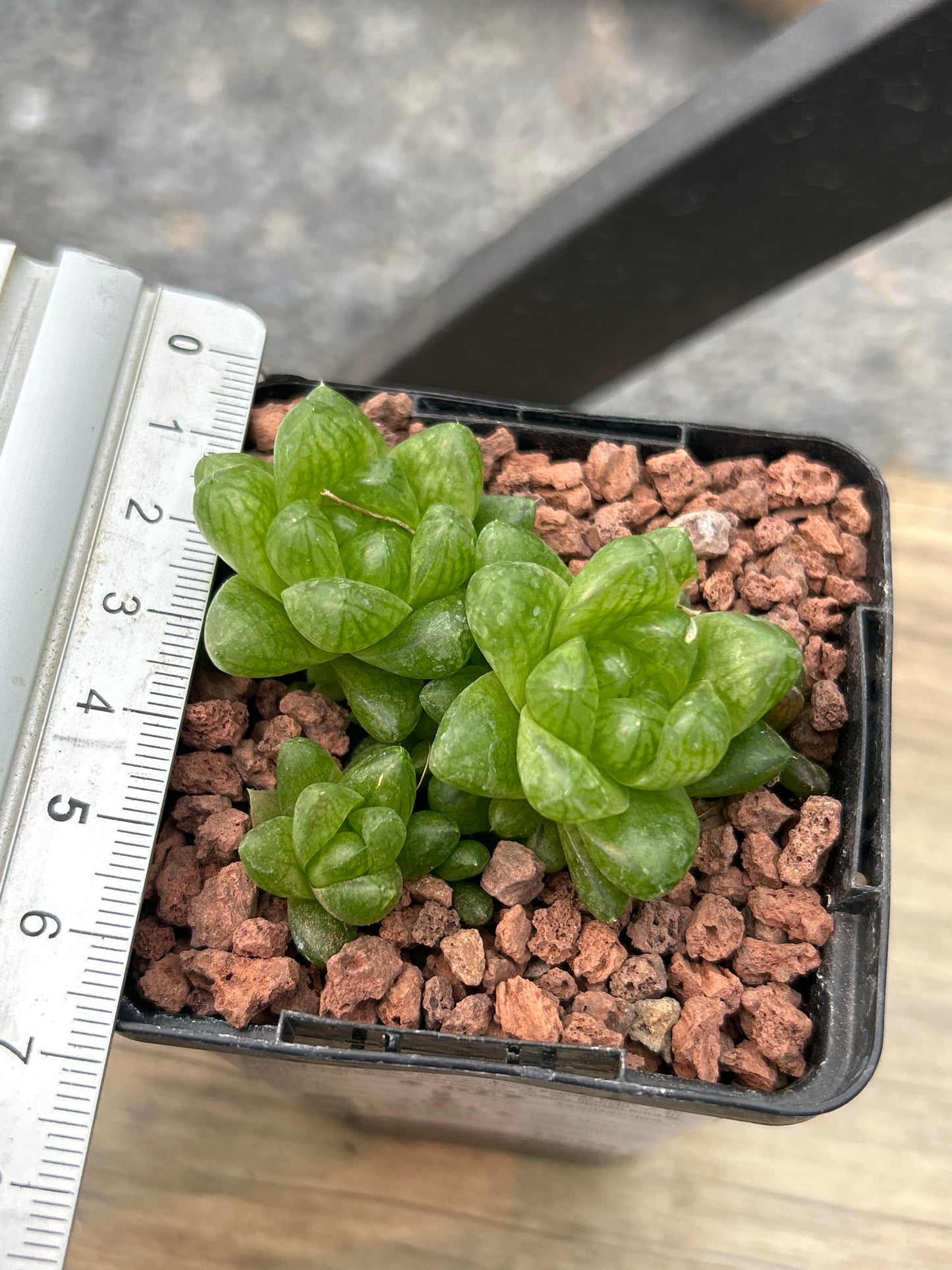 Haworthia cymbiformis 'Kawai'