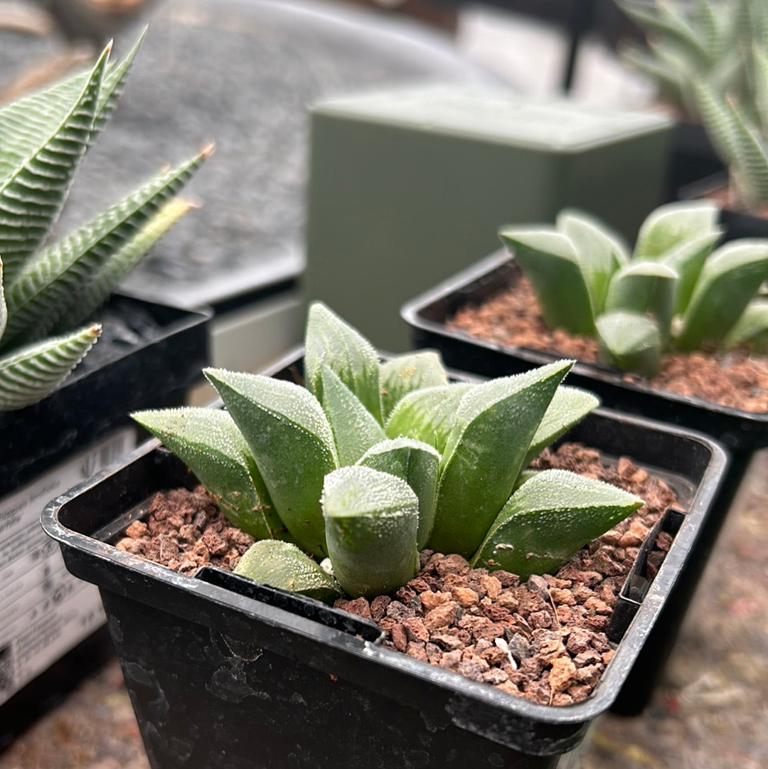 Haworthia pymaea ‘Cristalina’