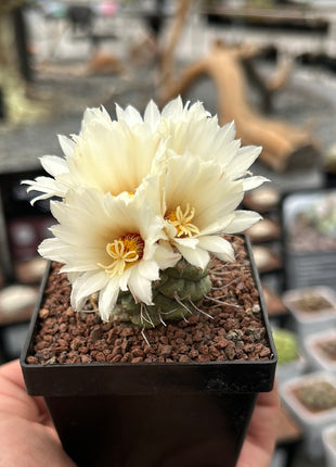 Strombocactus disciformis CITES