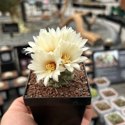 Strombocactus disciformis CITES