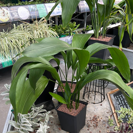 Aspidistra elatior