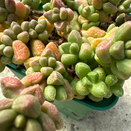 Crassula elegans 'Eenriet' | Crásula elegante de Eenriet