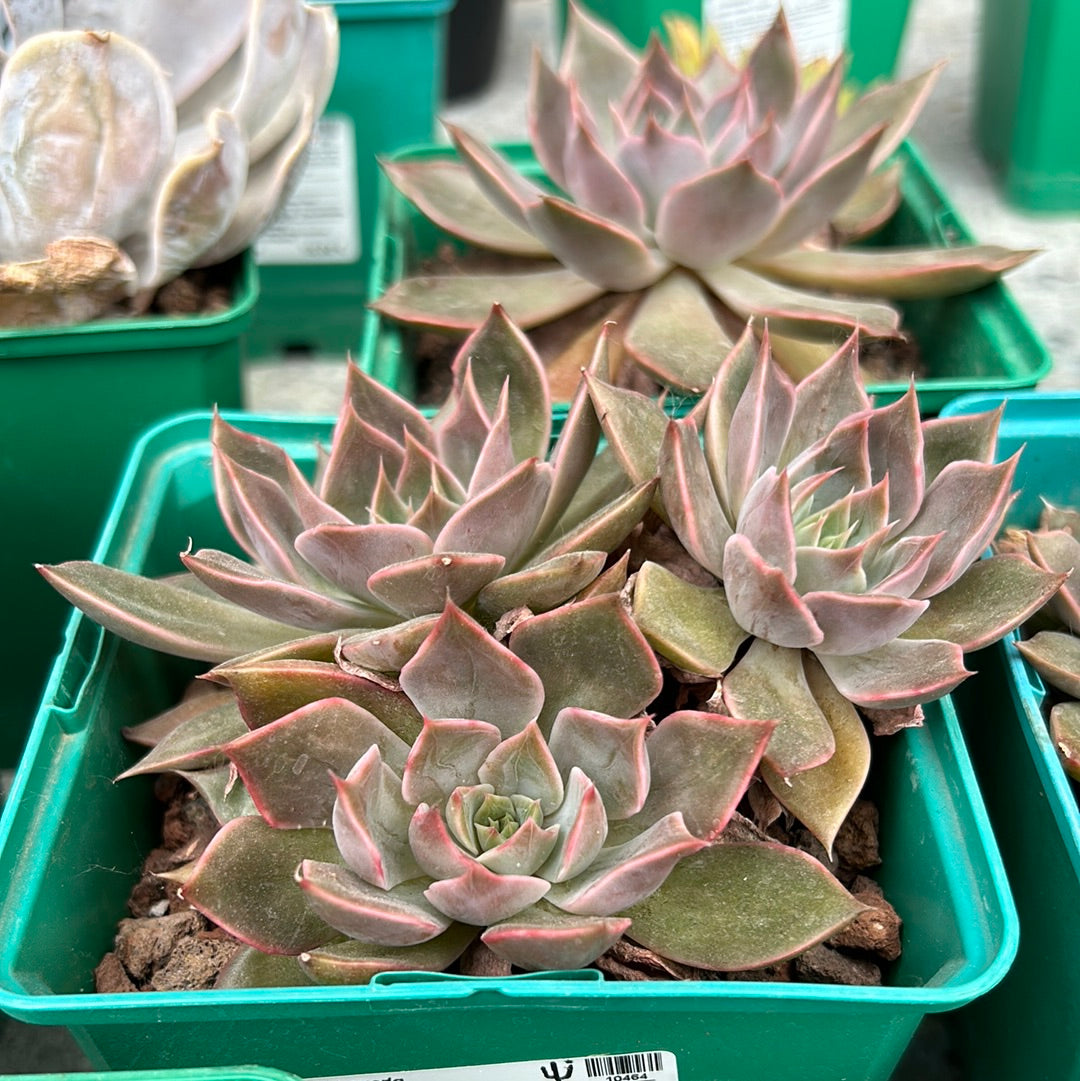 Echeveria ‘Tobarensis’