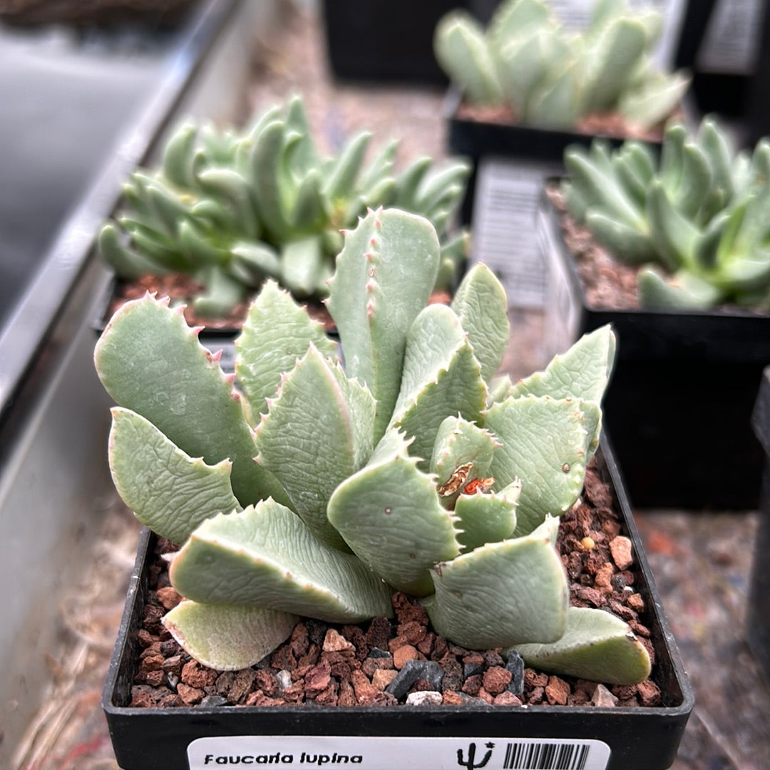 Faucaria lupina