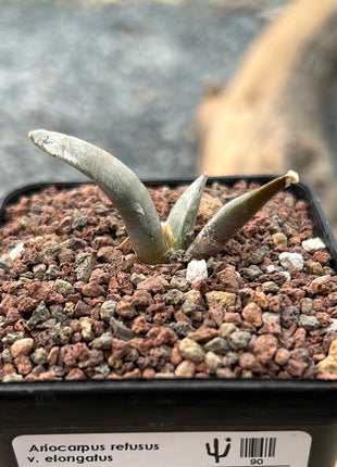 Ariocarpus retusus v. elongatus