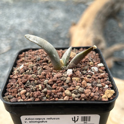 Ariocarpus retusus v. elongatus