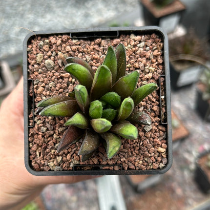 Haworthia floribunda