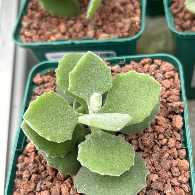 kalanchoe millotii