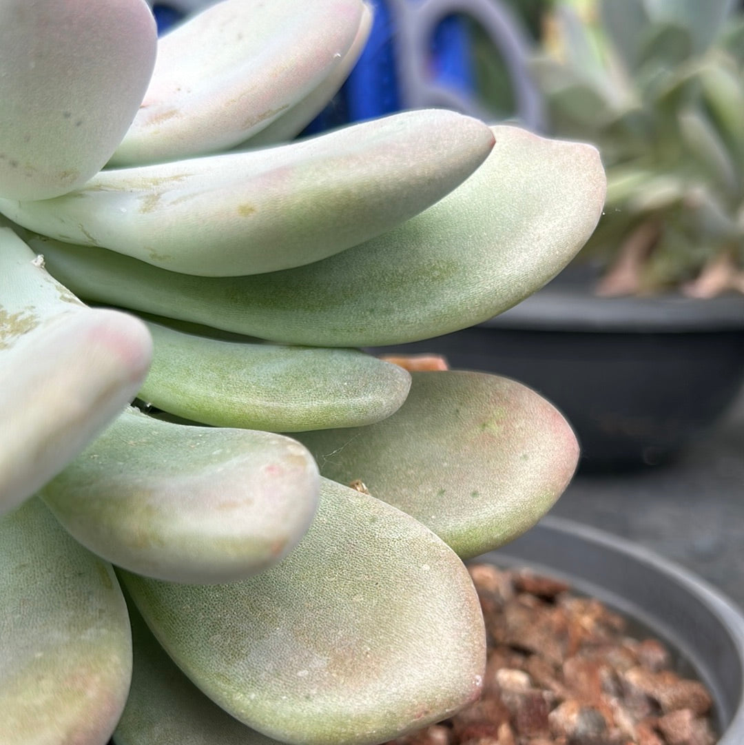 Pachyphytum bracteosum 'M' y 'L'